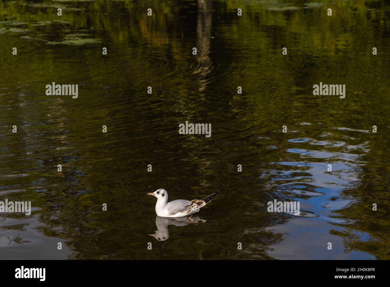 Schwarzkopfmöwe (Chroicocephalus ridibundus) schwimmt im Winter auf einem See in Virginia Water, Surrey, Südostengland Stockfoto