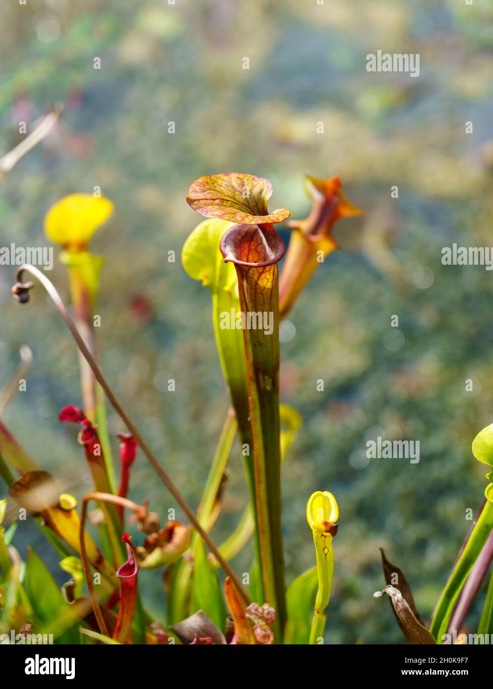 Nahaufnahme einer gelben Krug-Pflanze (Sarracenia flava), einer fleischfressenden Pflanze aus der Familie der Sarraceniaceae Stockfoto