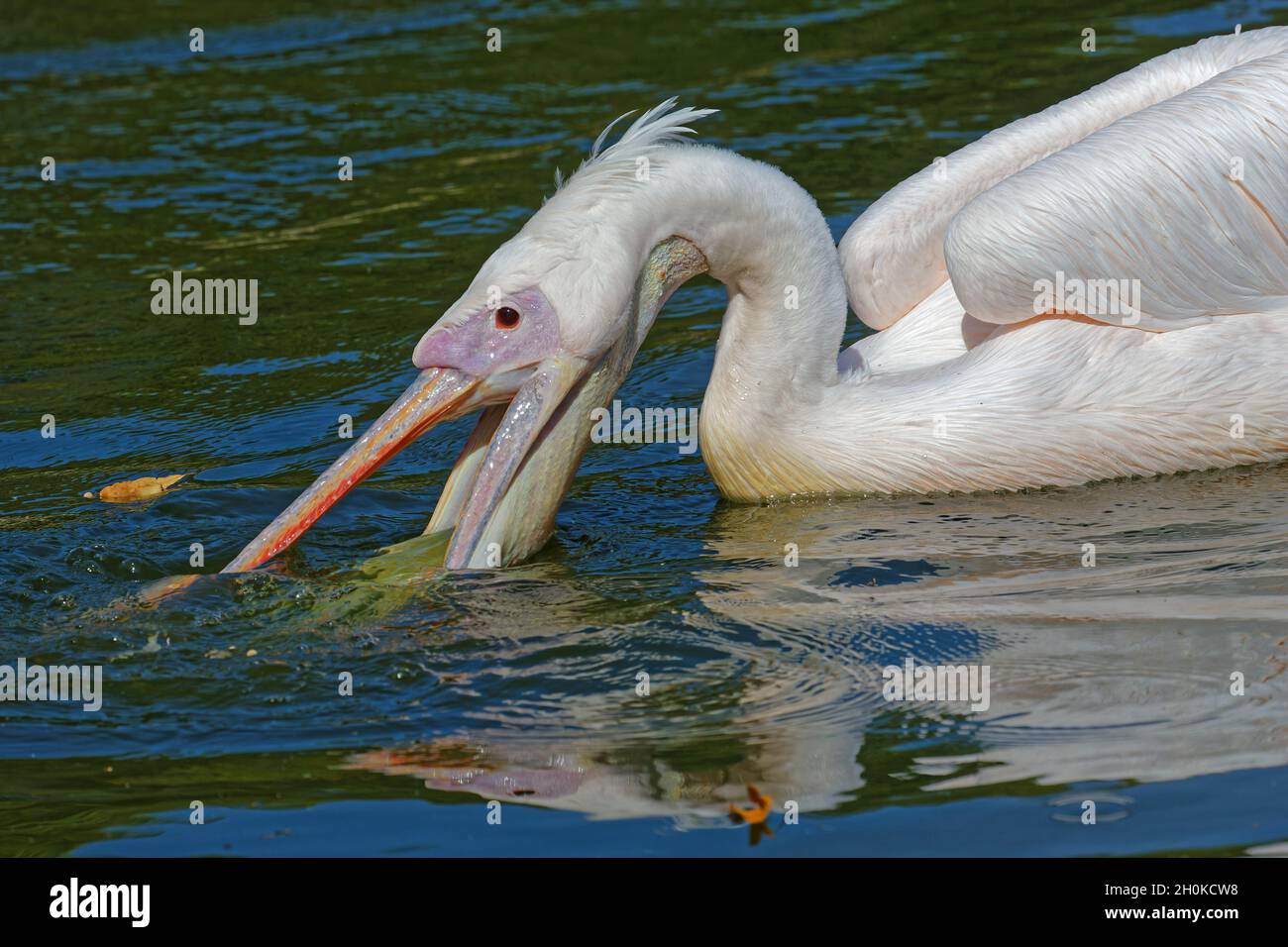 Ein Pelikan fischt in den blauen Gewässern Stockfoto