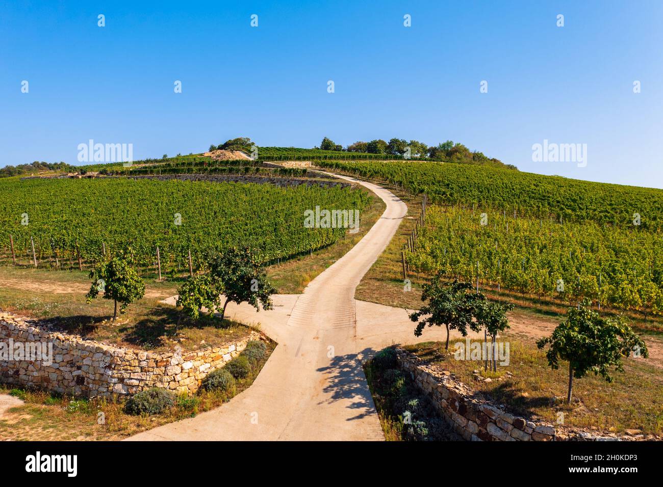 Panoramablick über wunderschöne Weinberge in der Tokajer Weinregion, historische Kulturlandschaft, Teil des UNESCO-Weltkulturerbes Stockfoto