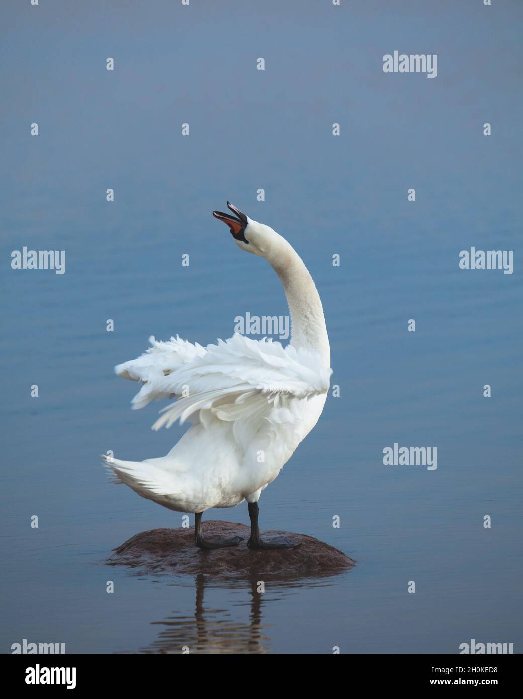 Stummer Schwan, der auf einem Felsen in blauem Wasser steht und seinen Hals ausstreckt. Cygnus olor. Stockfoto