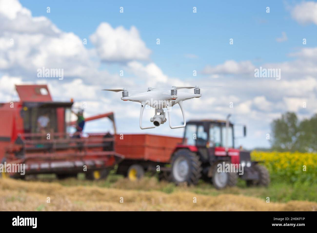 Drohne fliegt vor dem Traktor und Mähdrescher im Sonnenblumenfeld im Frühsommer. Technologische Innovationen in der Landwirtschaft Stockfoto
