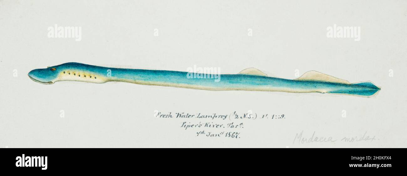 Frank Edward Clarke Vintage Fisch Illustration - Süßwasser-Neunauge Stockfoto