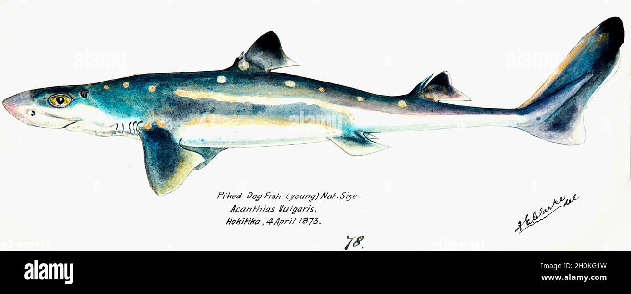 Frank Edward Clarke Vintage Fisch Illustration - Hecht Dogfish Stockfoto