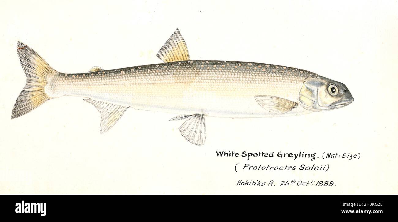 Frank Edward Clarke Vintage Fish Illustration - White Spotted Grayling - Protoroctes saleii - Protoroctes oxyrhynchus - das jetzt ausgestorben ist Stockfoto