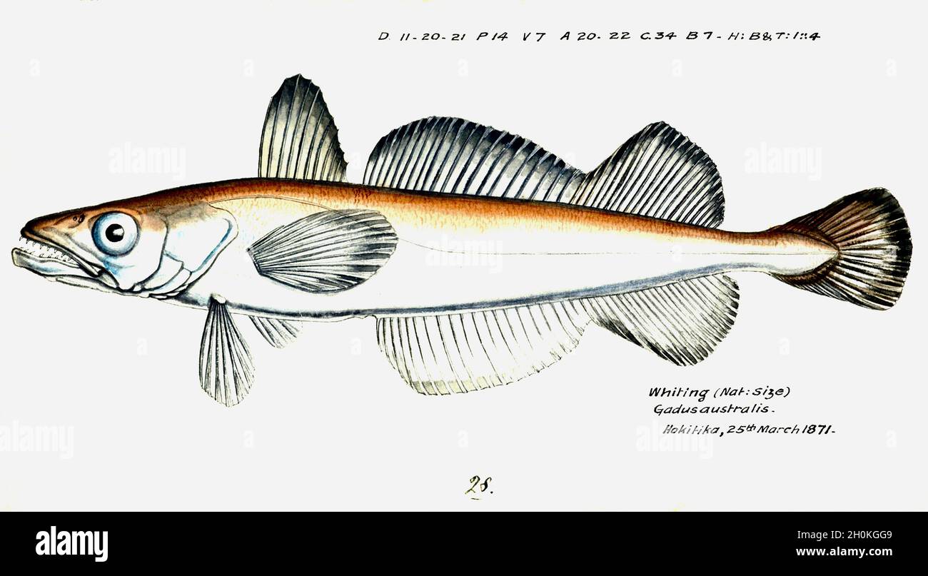 Frank Edward Clarke Vintage Fisch Illustration - Whiting - Gadus australis Stockfoto