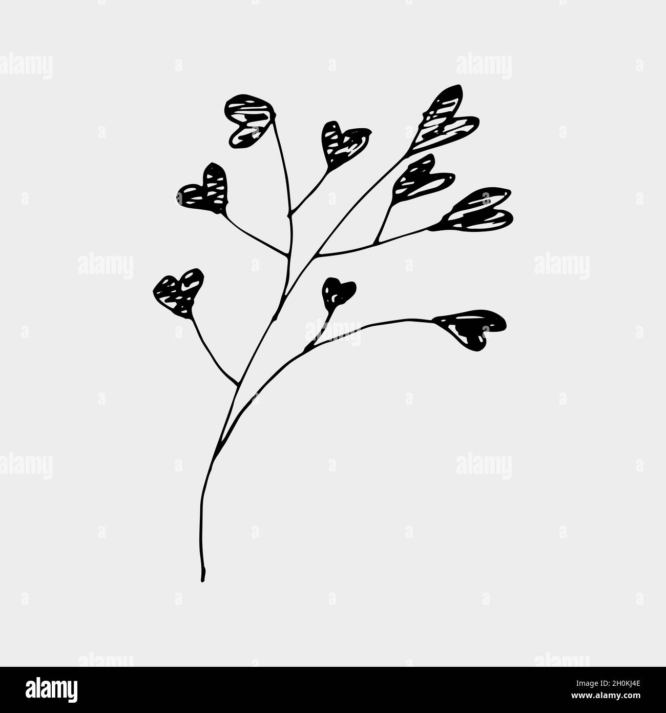 vektor Hand gezeichnet Gypsophila schwarze Tinte Farbe Stock Vektor
