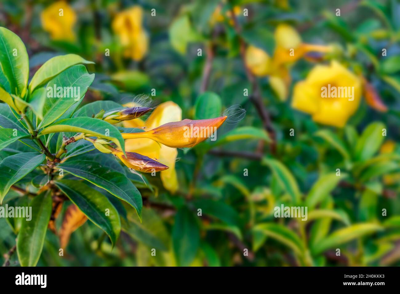 Allamanda cathartica oder gewöhnliche Trompete blühte gelbe Blume innerhalb eines Hausgartens Stockfoto