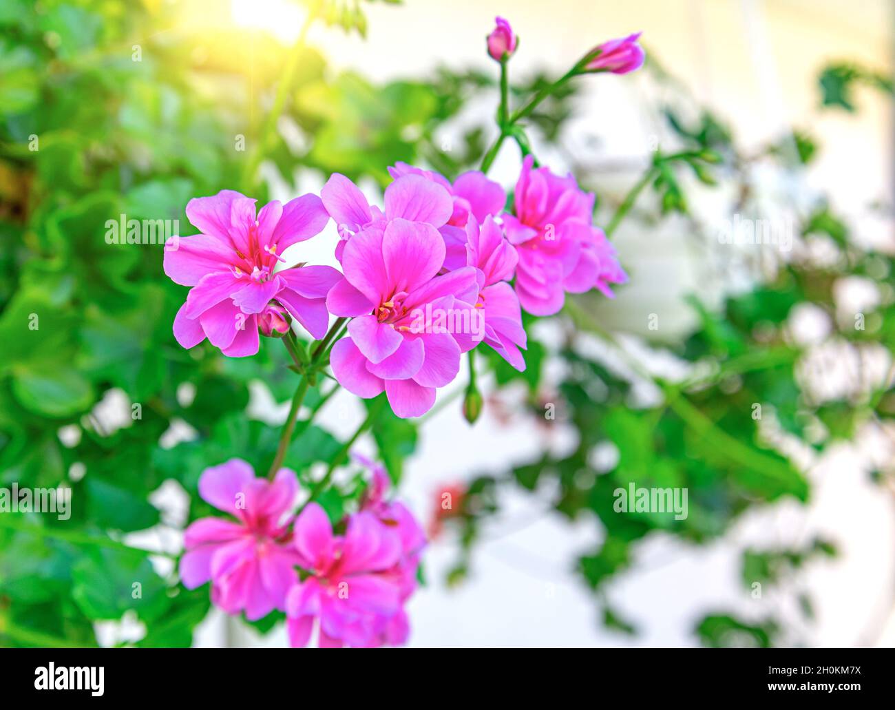 Blumen in einem Topf für Gartengestaltung. Stockfoto