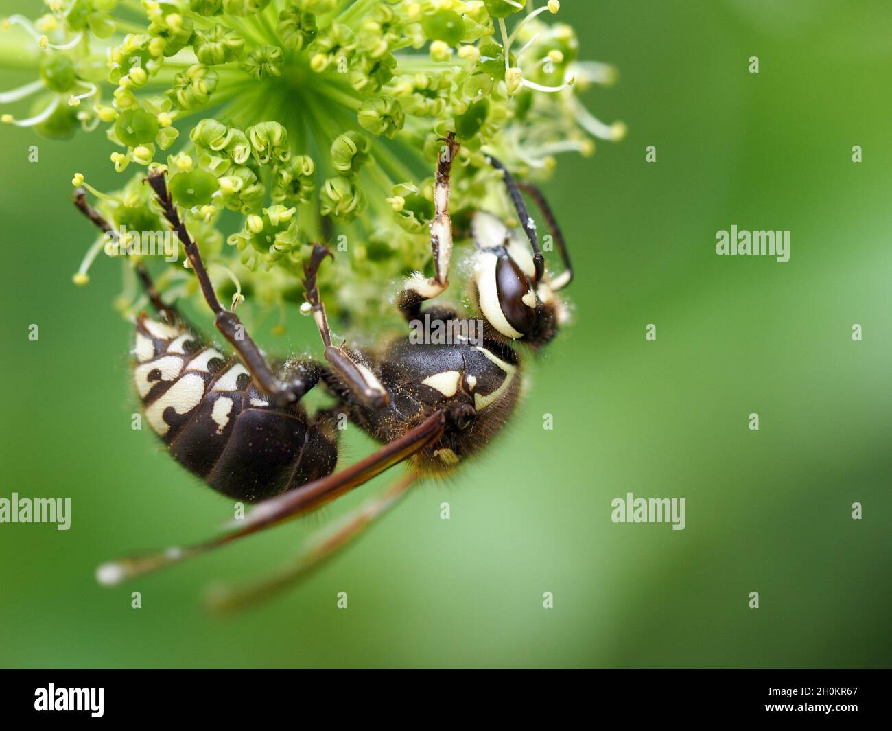 Nahaufnahme einer kahlköpfigen Hornisse auf der Blume. Dolichovespula maculata. Stockfoto