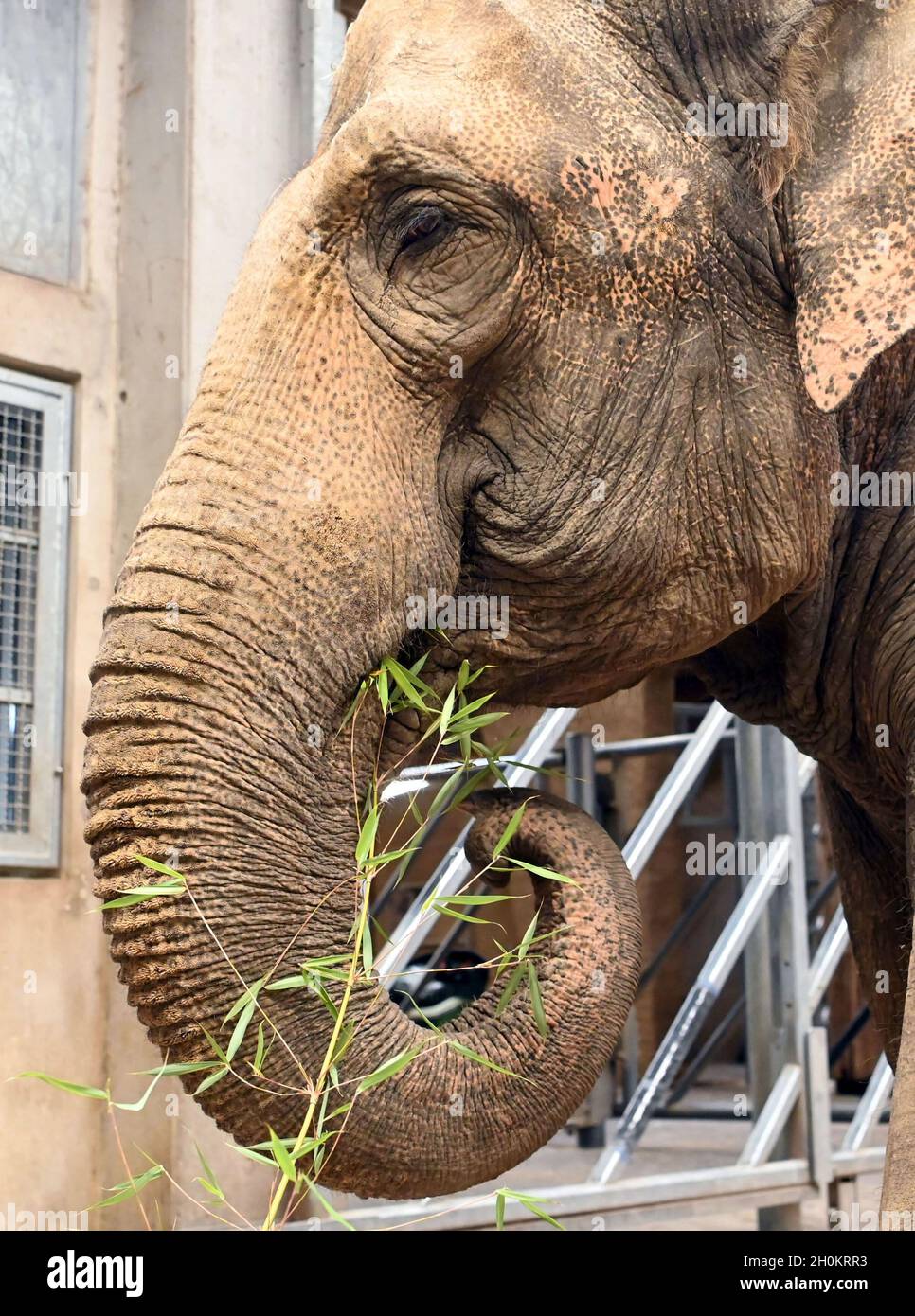 Karlsruhe, Deutschland. Oktober 2021. Die Elefantenkuh Saida steht in ihrem Gehege im Karlsruher Zoo mit Gras im Rüssel. Aus dem Leipziger Zoo kam sie in das Altersheim für asiatische Elefanten. Das Altersheim, laut Zoo das erste seiner Art in Europa, kann Zirkuselefanten aufnehmen, die nicht mehr reisen sollen. Es ist auch möglich, ältere Zooelefanten mit zu nehmen. Quelle: Uli Deck/dpa/Alamy Live News Stockfoto