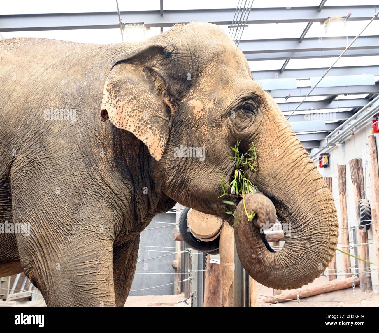 Karlsruhe, Deutschland. Oktober 2021. Die Elefantenkuh Saida steht in ihrem Gehege im Karlsruher Zoo mit Gras im Rüssel. Aus dem Leipziger Zoo kam sie in das Altersheim für asiatische Elefanten. Das Altersheim, laut Zoo das erste seiner Art in Europa, kann Zirkuselefanten aufnehmen, die nicht mehr reisen sollen. Es ist auch möglich, ältere Zooelefanten mit zu nehmen. Quelle: Uli Deck/dpa/Alamy Live News Stockfoto