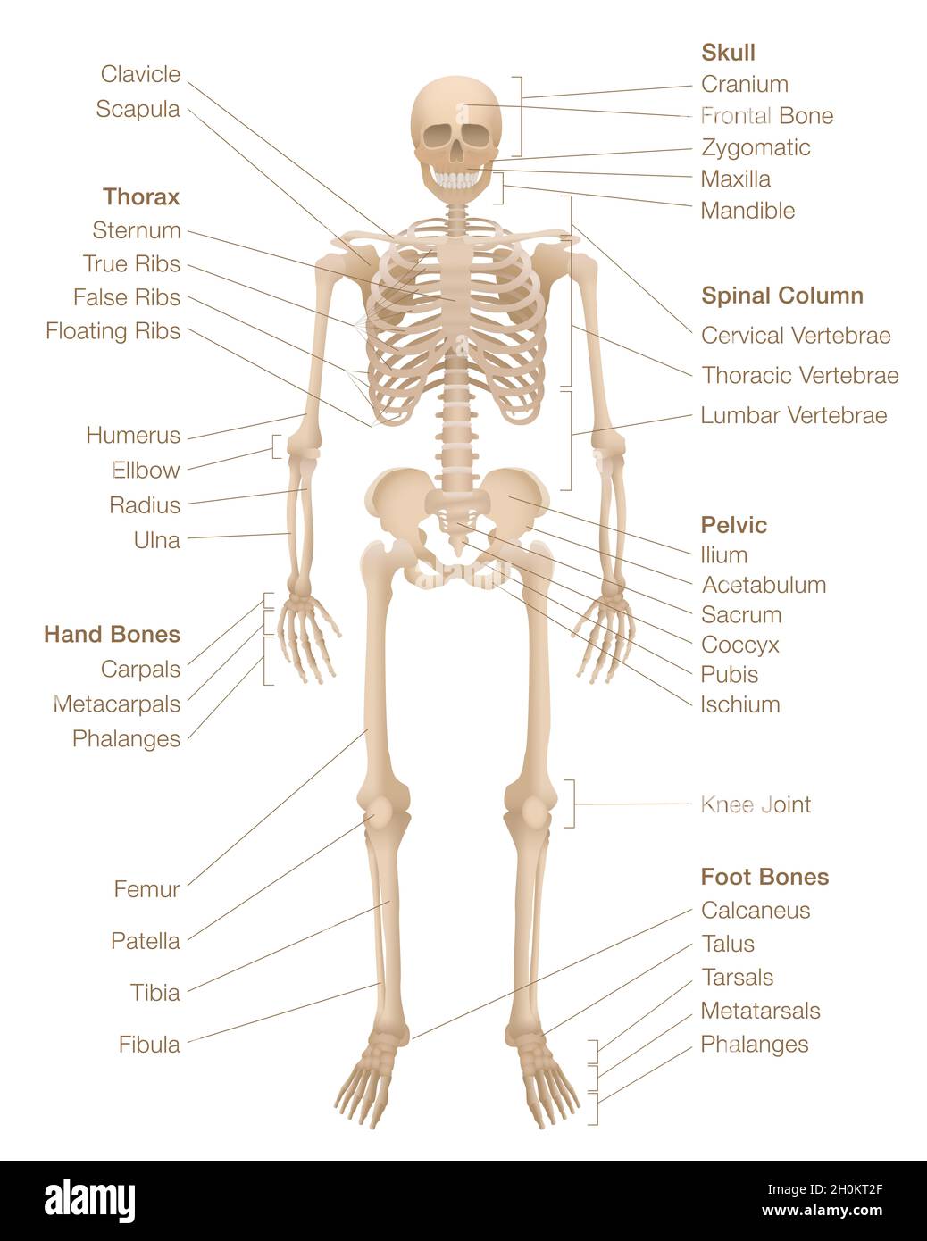 Menschliches skelett mit beschrifteter anatomie -Fotos und ...