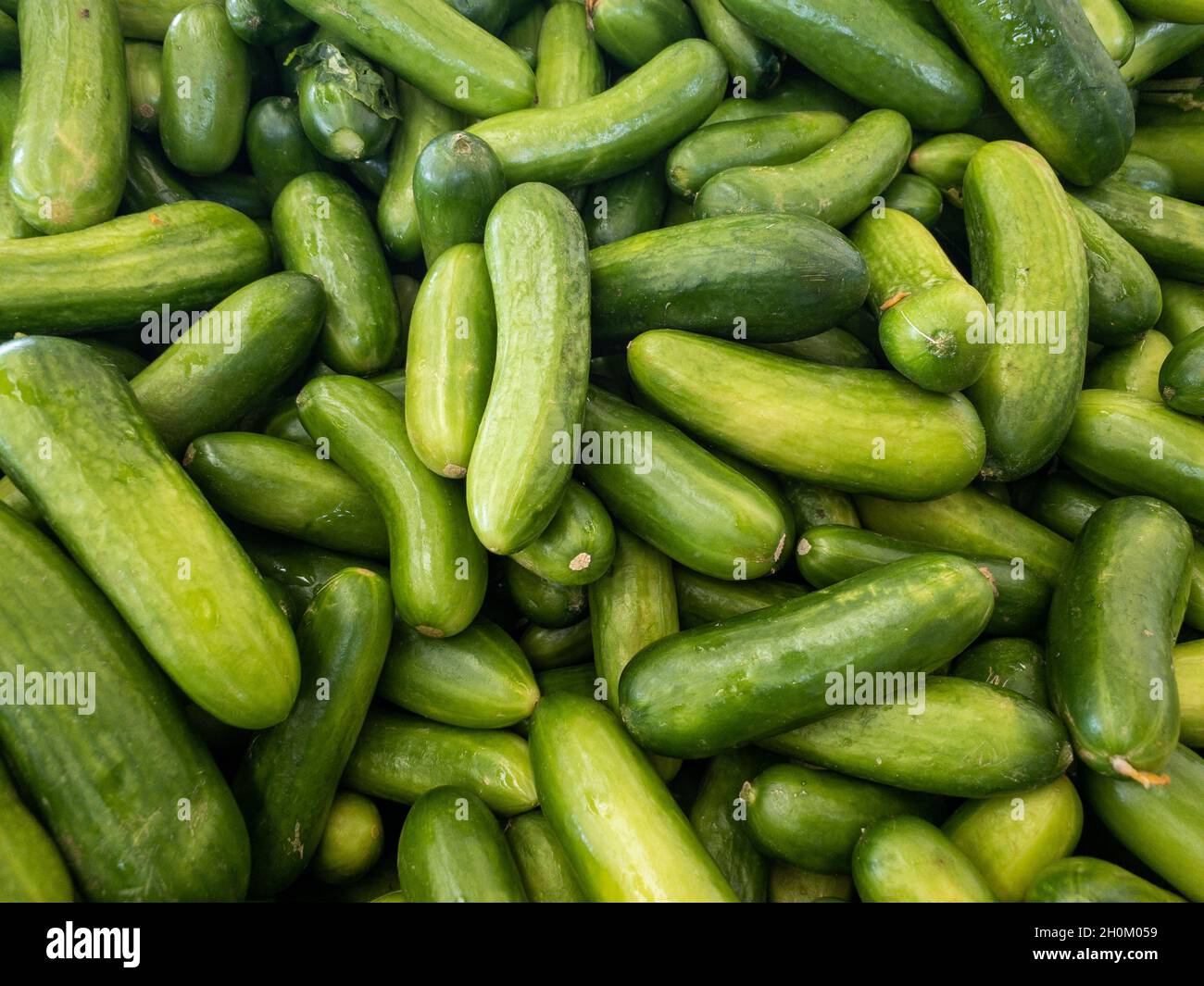 Ein Haufen exotisches Gemüse, Gurke in einem Lebensmittelgeschäft Stockfoto