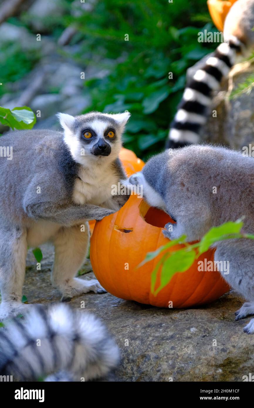 Bristol Zoo, Bristol, Großbritannien. Oktober 2021. Ring tailed Lemuren genießen sich. Im Bristol Zoo gibt es reichlich Kürbisse. Die beliebtesten Tiere von Bristol werden bei der Erkundung der Kürbisse auf der Suche nach Leckereien zu einem saisonalen Vergnügen. Sie sind sichtlich amüsiert, wenn sie ihre neuen Spielzeuge untersuchen. Der Zoo unterstützt möglicherweise seltene Tierzuchtprogramme, daher hilft ein Besuch, diese Aktivitäten zu unterstützen. Kredit: JMF Nachrichten/Alamy Live Nachrichten Stockfoto