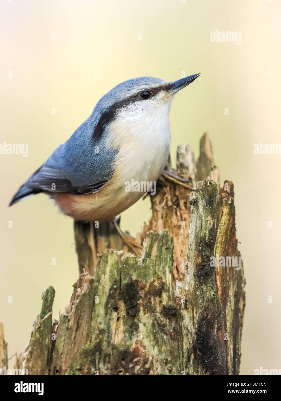 Eurasische Kleiber Stockfoto