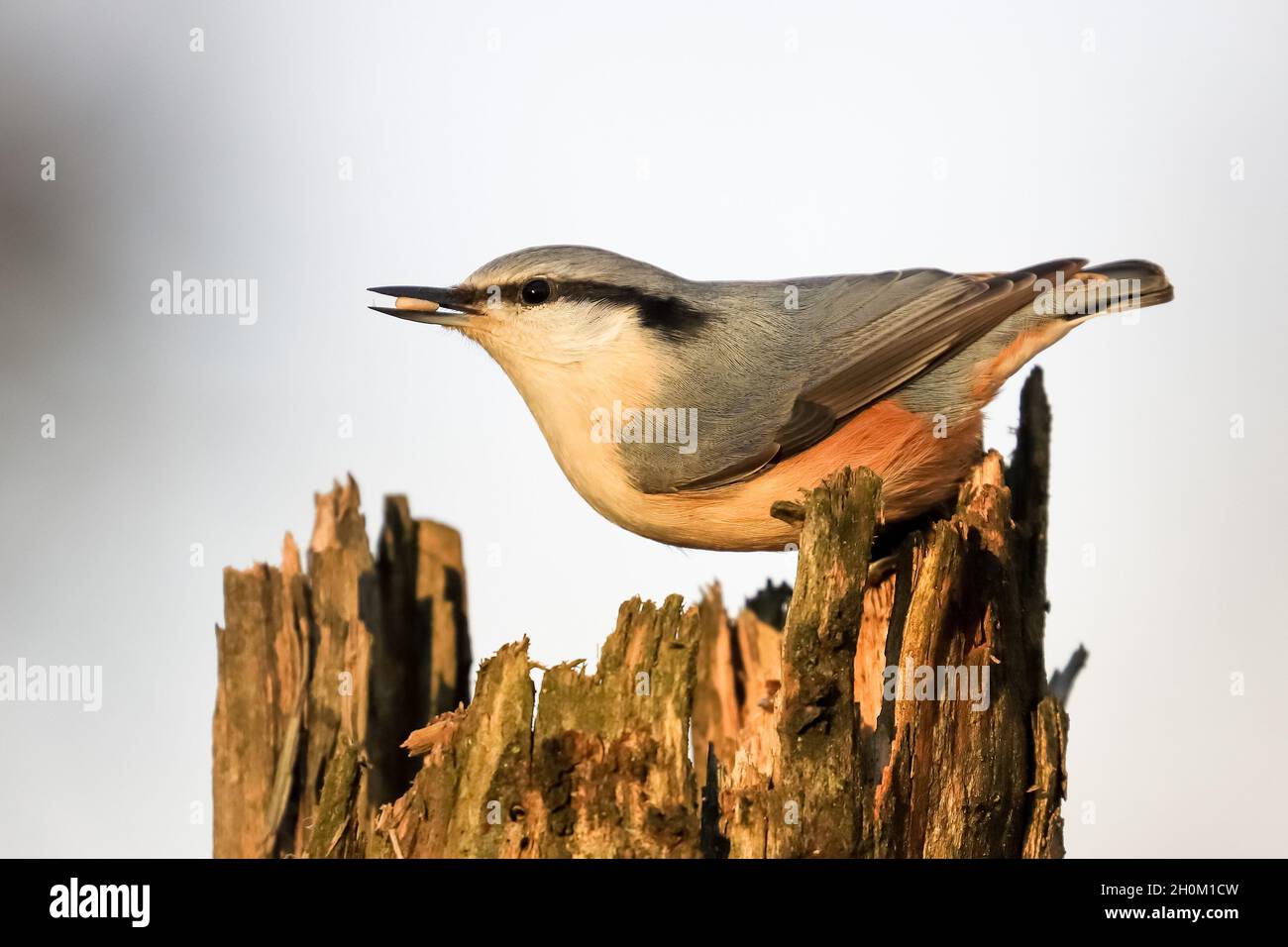 Eurasische Kleiber Stockfoto