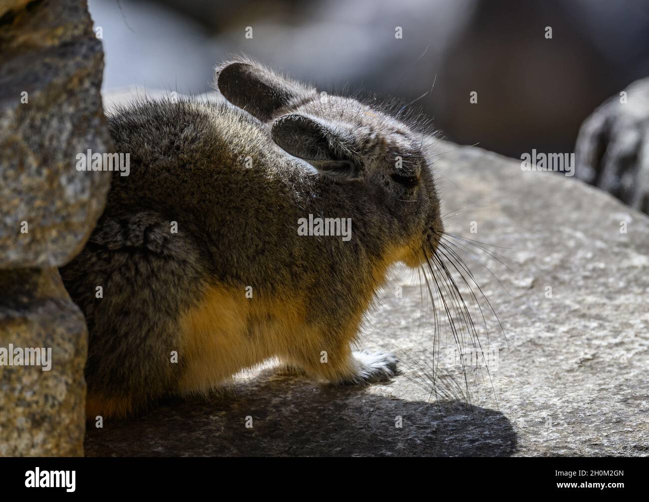 Ein nördliches Viscacha (Lagidium peruanum), das in der Steinmauer von Machu Picchu sonnenbaden kann. Cuzco, Peru. Südamerika. Stockfoto