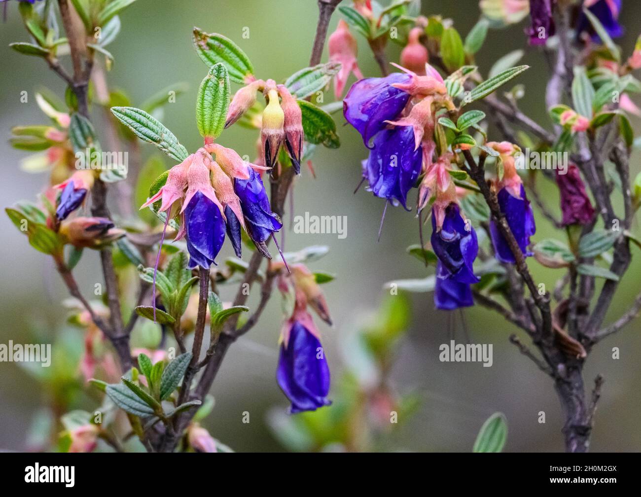 Blaue Blüten von Brachyotum strigosum. Cuzco, Peru. Südamerika. Stockfoto