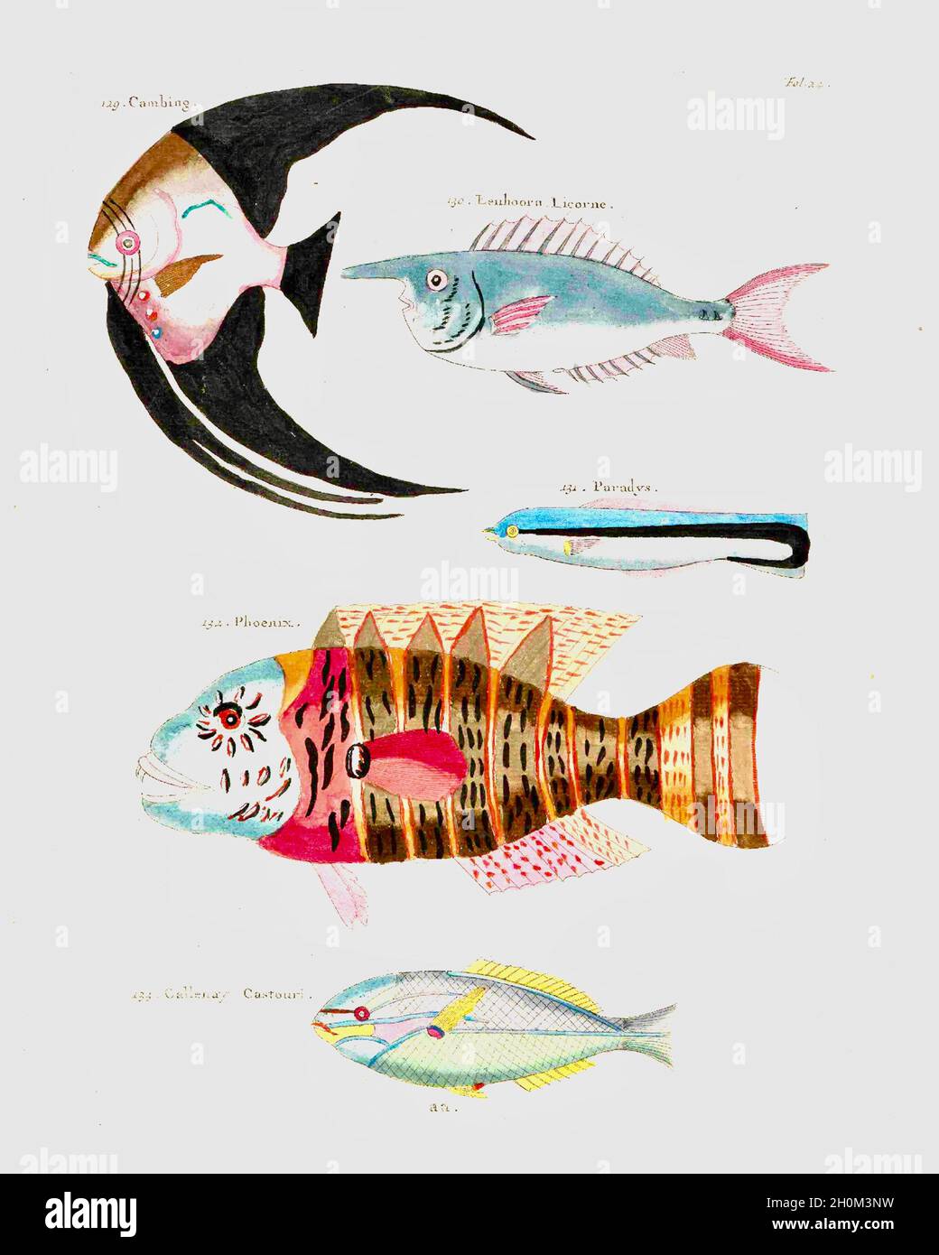 Der Fantasy-Fisch von Samuel Fallours Stockfoto