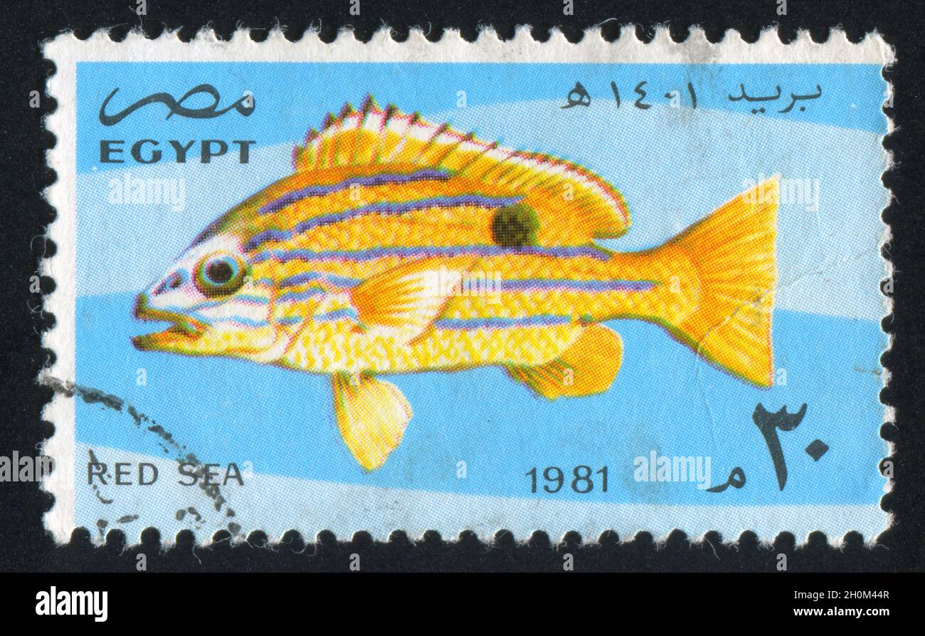 ÄGYPTEN - UM 1981: Briefmarke gedruckt von Ägypten, zeigt Blaubänderbarsch, um 1981 Stockfoto