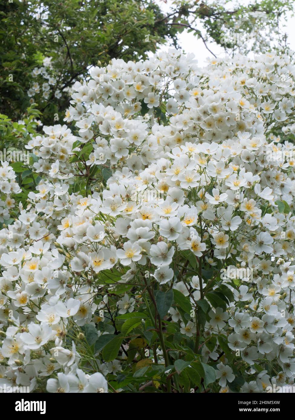 Blühende Kletterrose, Sorte 'Kiftsgate', Rosa Filipes Blüten.  Worcestershire, UK Stockfoto