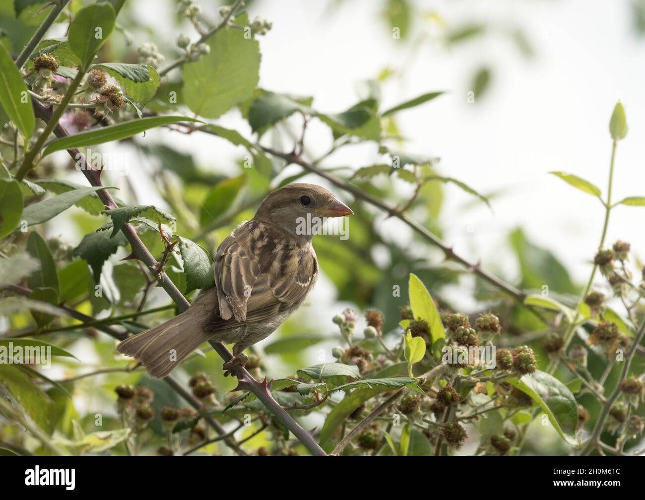 Haus Sparrow, Passer domesticus, Single juvenile auf Brambles thront. Worcestershire, Großbritannien. Stockfoto