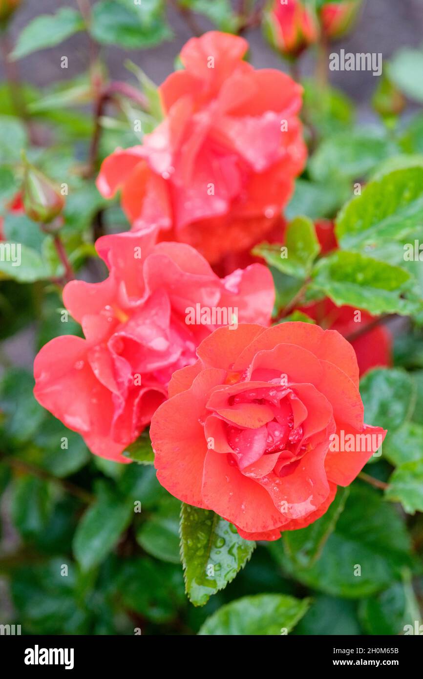 Rosa „Westpoint“, „Westpoint“. Floribunda Rose. Tieforange Blüten Stockfoto