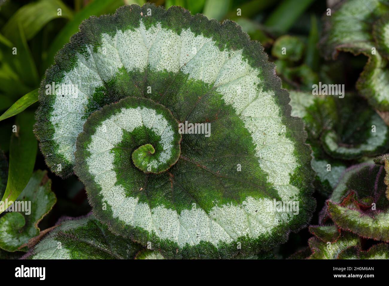 Begonia „Escargot“ Stockfoto