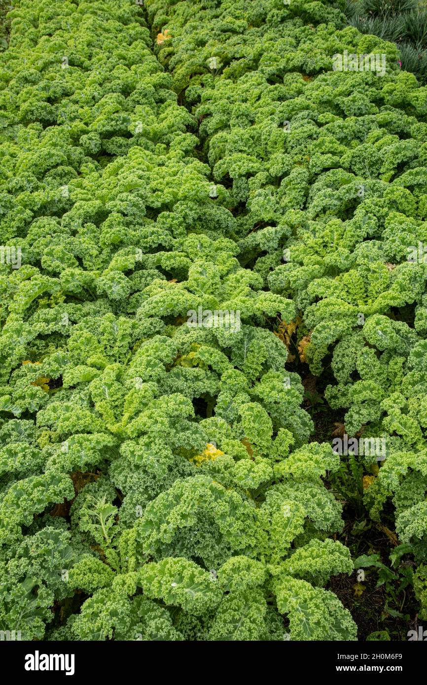 Gewellter Kale Stockfoto
