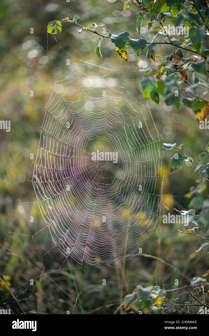 Spinnennetz: Araneus sp. Sussex, Großbritannien Stockfoto