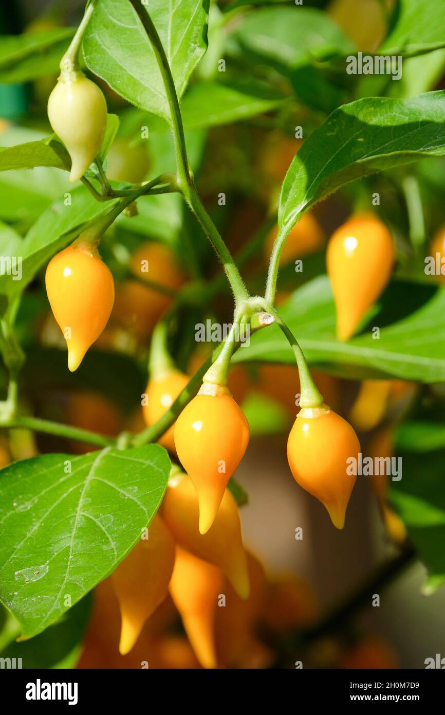 Capsicum chupetino - Habanero Chili var. Chupetinh. Tropfenförmige Früchte, die auf der Pflanze wachsen Stockfoto