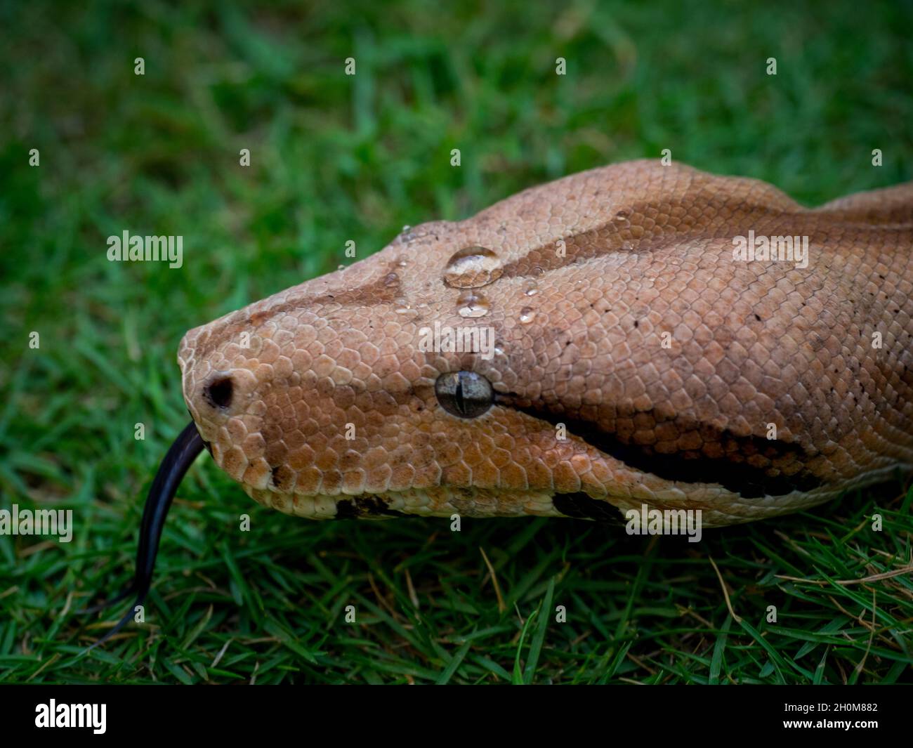 Nahaufnahme Porträt der Boa Constrictor Schlange auf dem Gras. Stockfoto