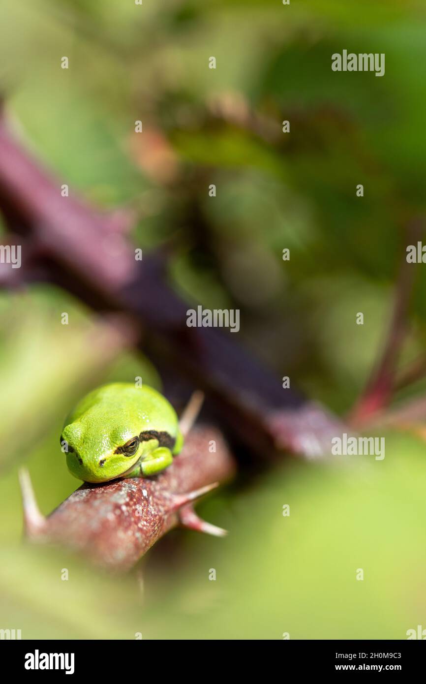 Einzelner Baumfrosch auf Brombeerbusch Stockfoto