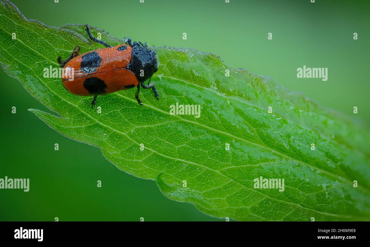 Nahaufnahme des Ameisenbeutelkäfers, der mit Regentropfen auf dem grünen Blatt bedeckt ist Stockfoto