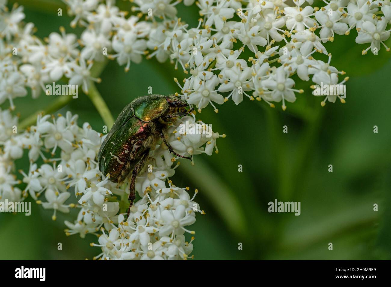 Nahaufnahme des europäischen Rosenkäfer auf den blühenden Blüten Stockfoto