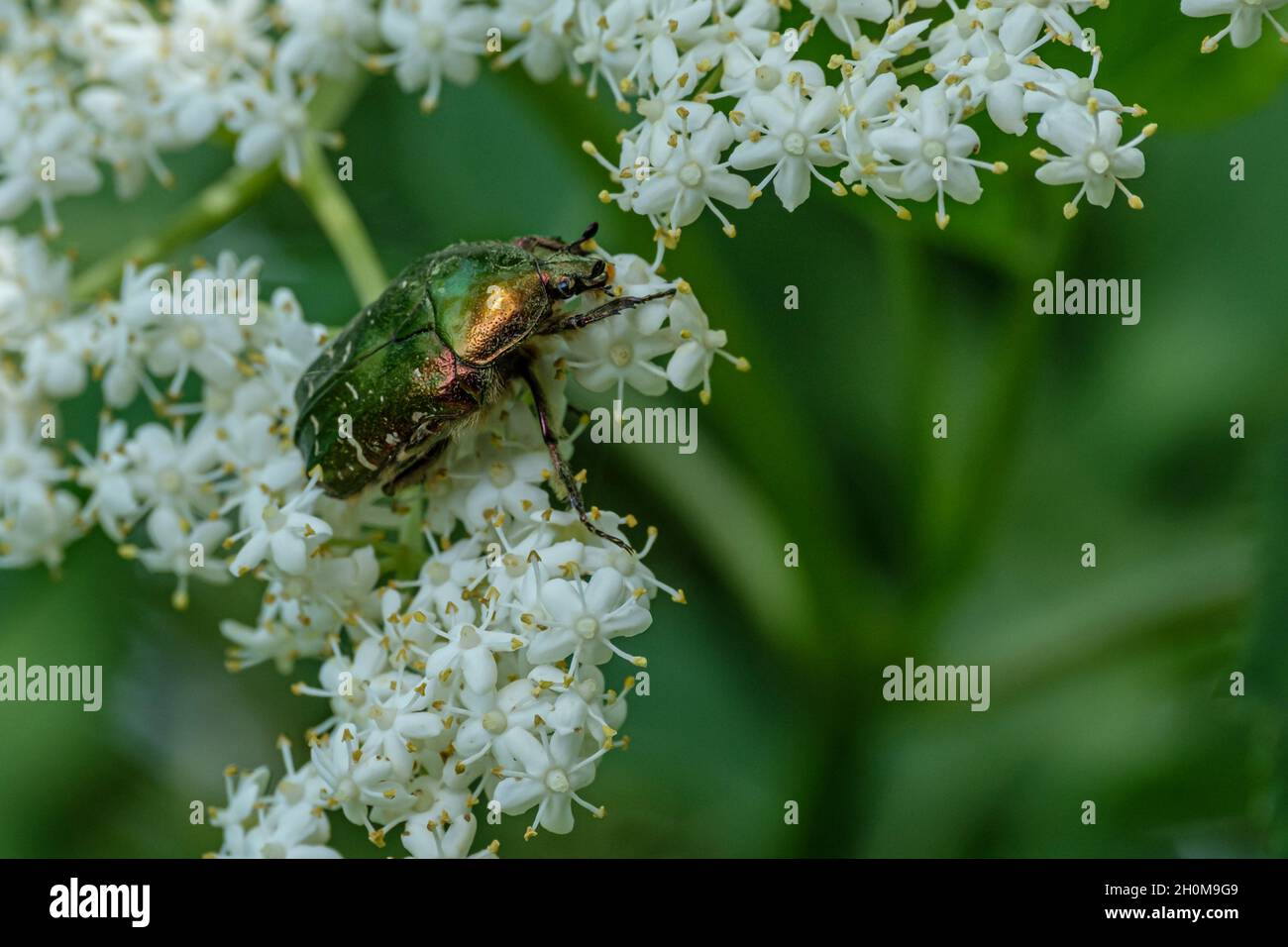 Nahaufnahme des europäischen Rosenkäfer auf den blühenden Blüten Stockfoto