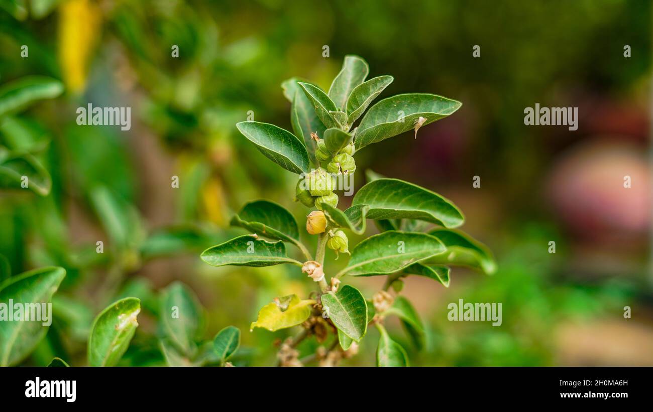 Ashwagandha grüne Pflanzen im Garten. Withania somnifera geht aus. Winterkirsche, GiftStachelbeere oder indischer Ginseng. Beste Medizin, Kraut für Schub Stockfoto