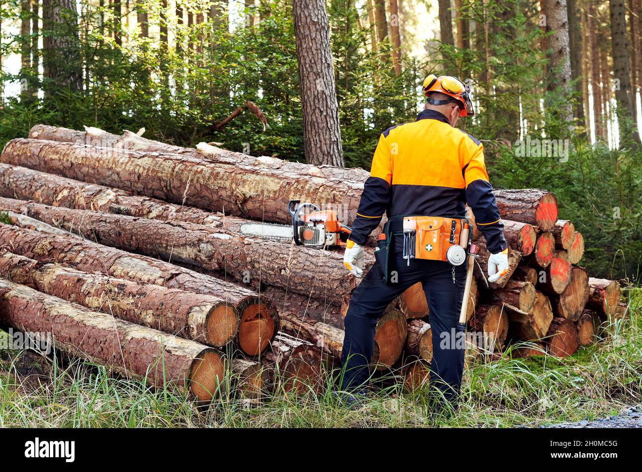 Professioneller Holzfäller mit schützender Arbeitskleidung und Kettensäge, die im Wald arbeiten Stockfoto