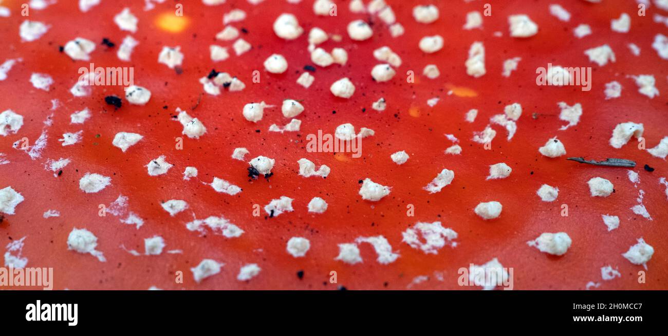 Amanita muscaria, allgemein bekannt als Fly Agaric oder Fly Amanita Pilz weiß-fleckige rote Oberfläche in Nahaufnahme Stockfoto