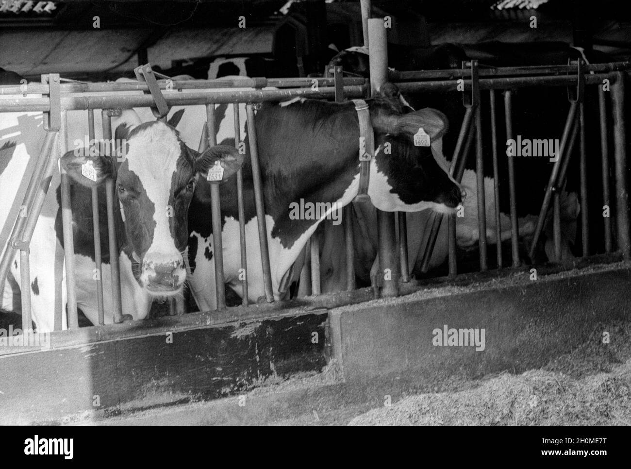 Tilburg, Niederlande. Alter und abgenutzter Stall für tagebuchartig produzierende Kühe. Da Landwirtschaft und Tagebuchproduktion Agrikultur heutzutage nur noch ein Hobby ist, wird es für die Famers immer schwieriger, in neue Immobilien zu investieren. Sammlung: gkf-analoog Stockfoto