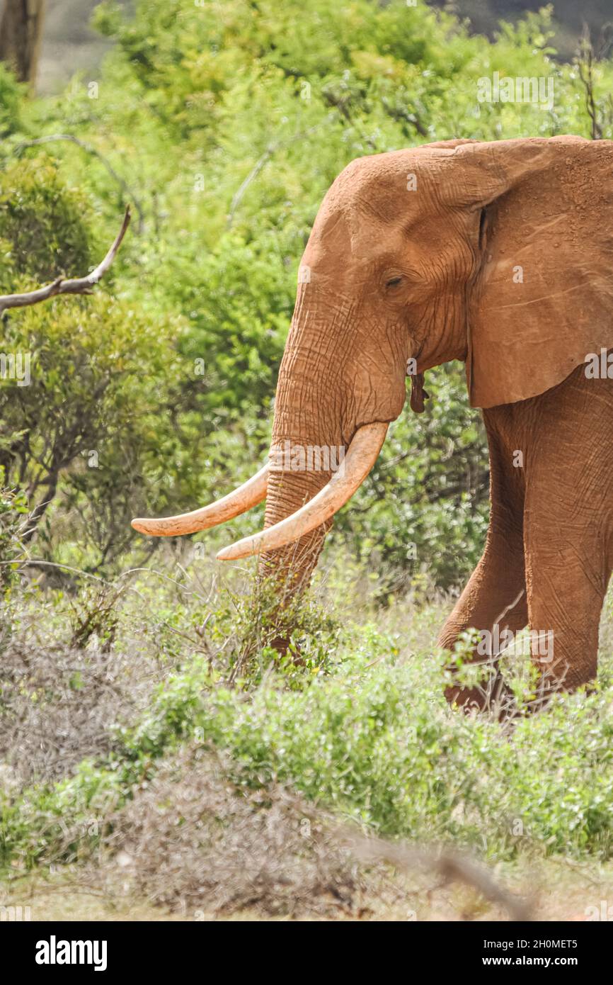 Porträt eines großen Tsavo-Tusker-Elefanten (Loxodonta africana) in vertikalem Format. Tsavo East National Park, Kenia. Stockfoto
