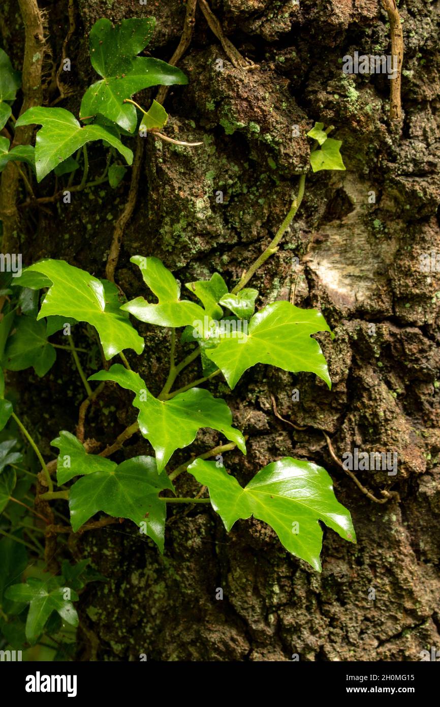 Halb abstraktes Naturbildnis von Ivy, der einen Baumstamm aufwächst Stockfoto