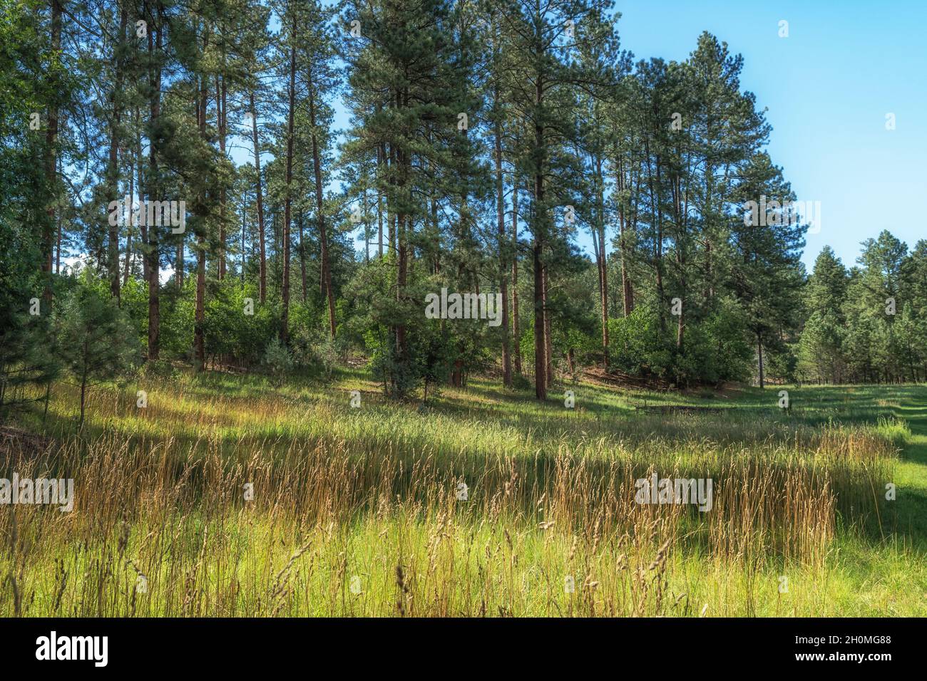 Lincoln National Forest, New Mexico, USA Stockfoto
