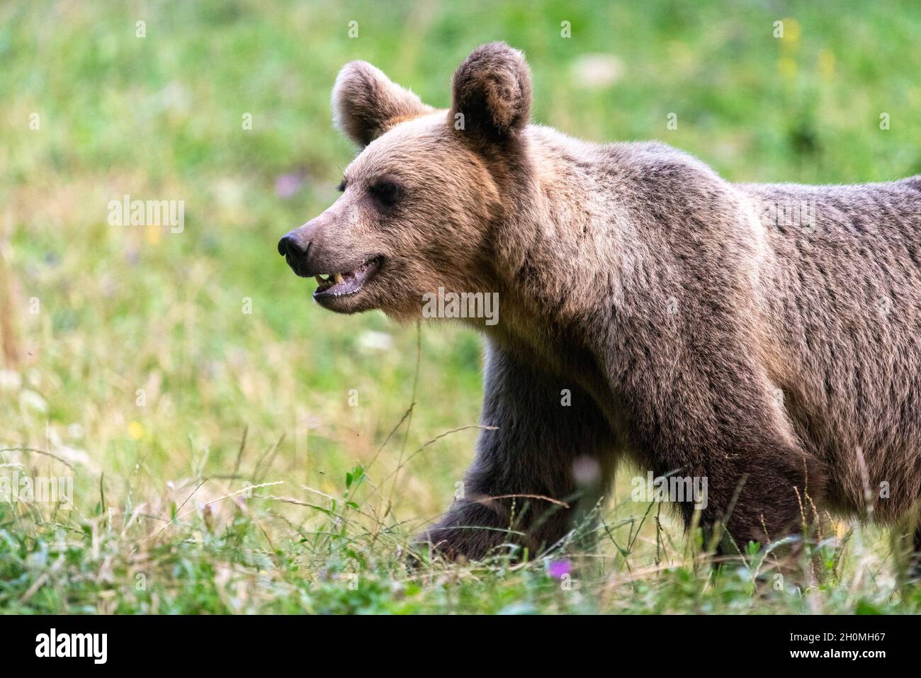 Europäische Braunbären in Siebenbürgen (Baile Homorod, Rumänien) Stockfoto