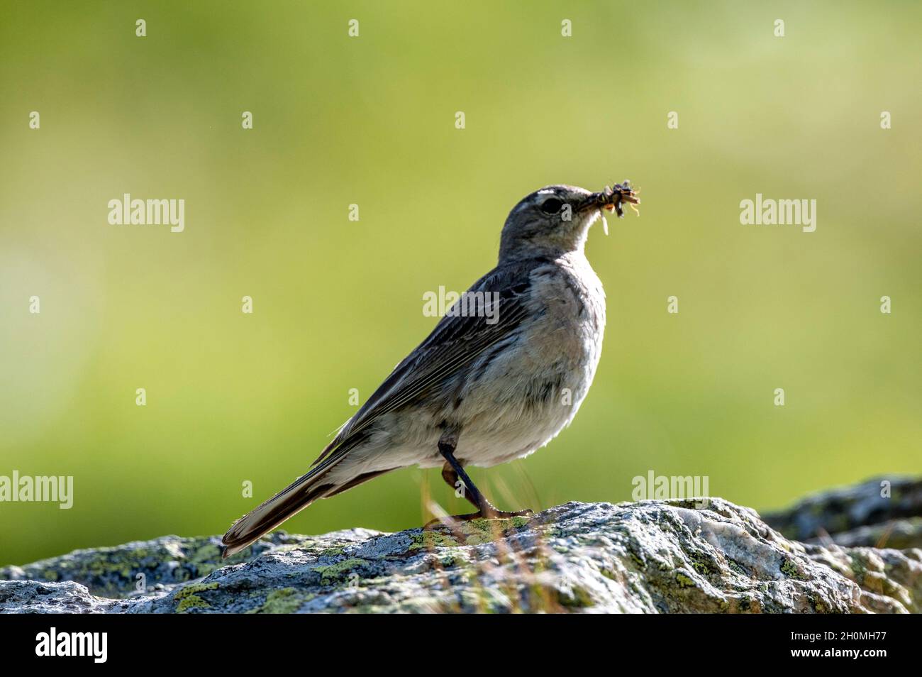 Wasserleitung auf Transfagarasan, Rumänien [Anthus spinoletta] Stockfoto
