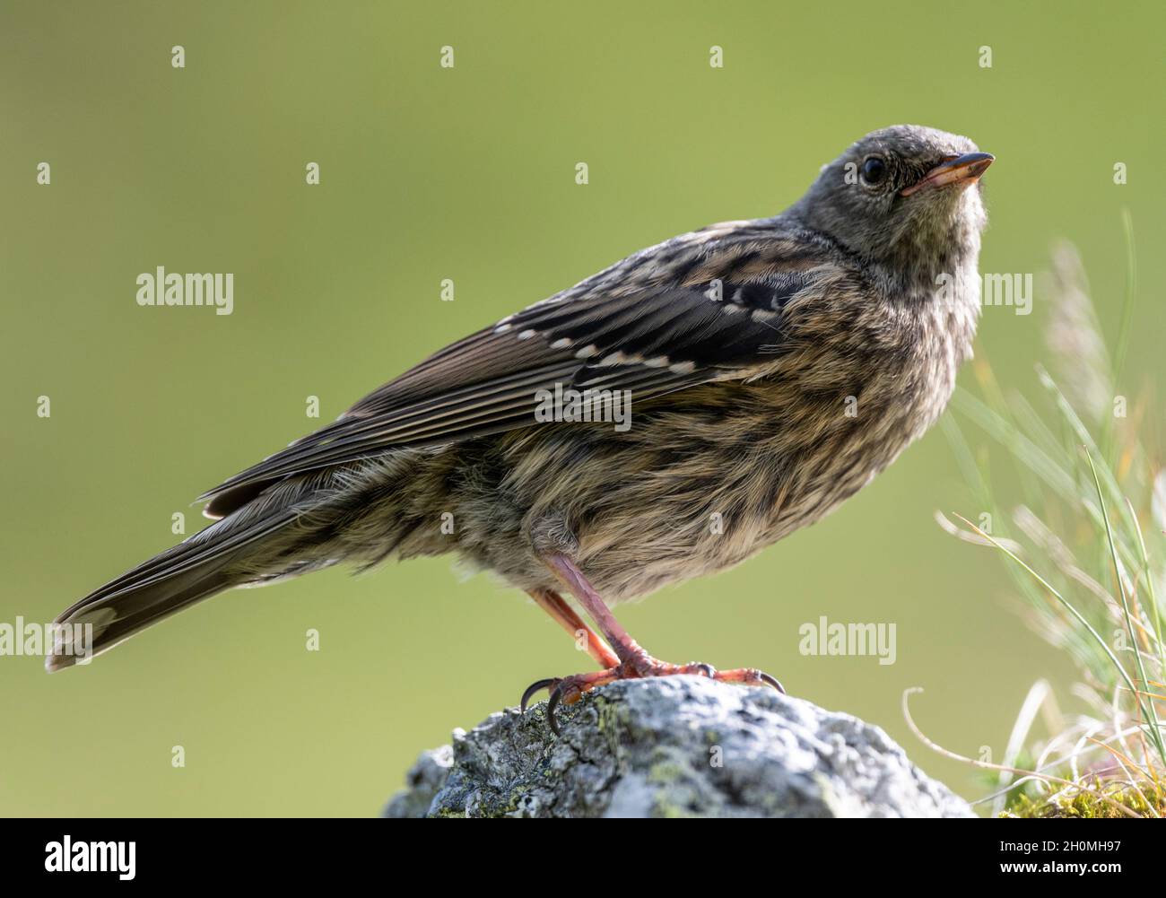 Wasserleitung auf Transfagarasan, Rumänien [Anthus spinoletta] Stockfoto