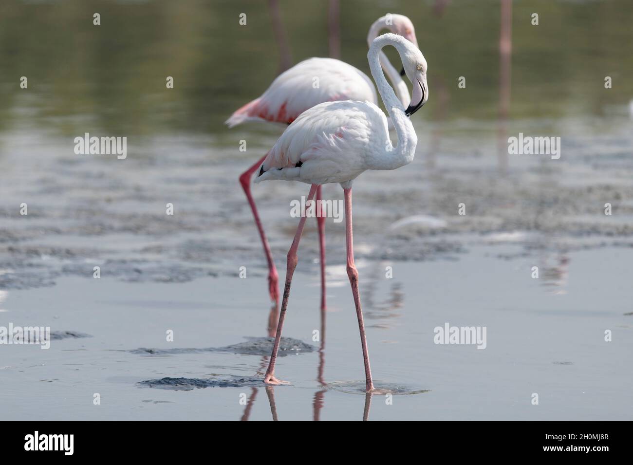 Flamingos in Ras al Khor Reservation, Dubai, VAE Stockfoto