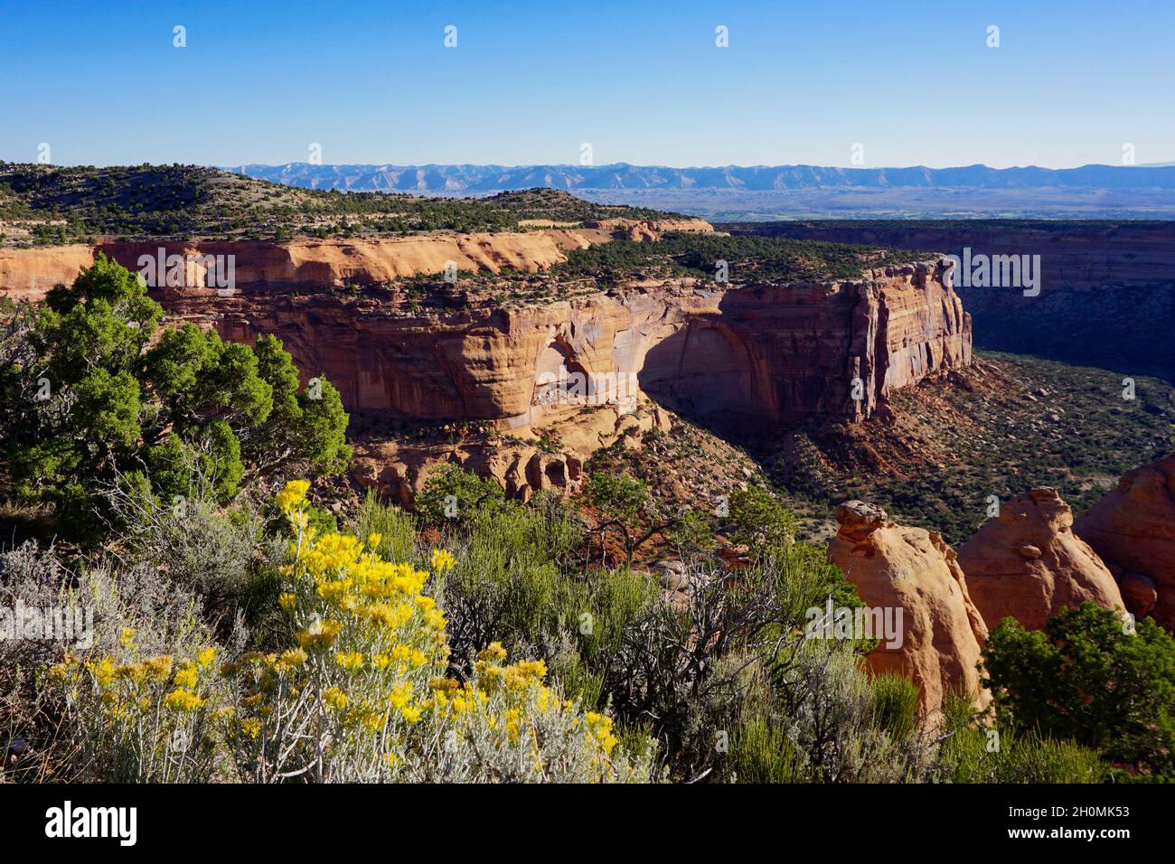 Blick auf das Colorado National Monument mit gelben Blumen im Vordergrund und blauem Himmel über dem Hotel Stockfoto