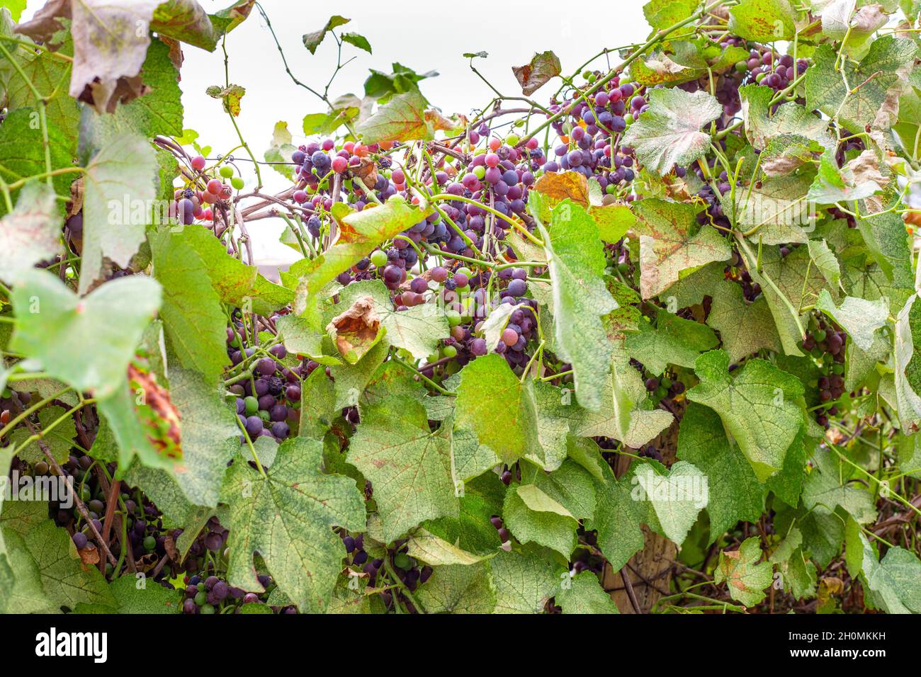 Zweige und getrocknete Blätter und Früchte des Weinbergs, die von Gartenschädlingen betroffen sind Stockfoto